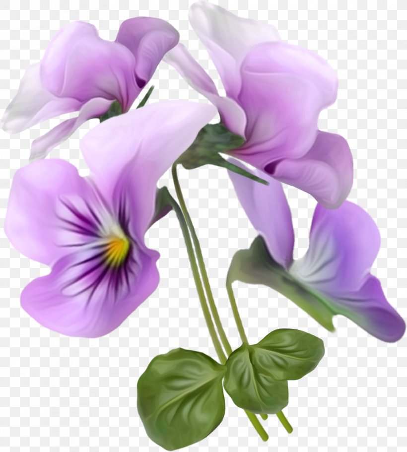 Viola Tricolor Flower Clip Art, PNG, 1042x1158px, Viola Tricolor, Adobe Premiere Pro, Flower, Flowering Plant, Herbaceous Plant Download Free