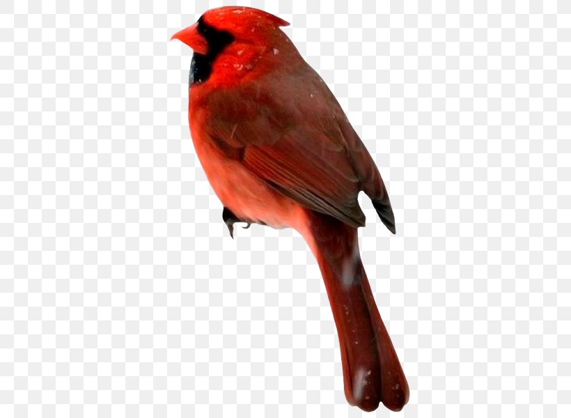 Bird Beak Clip Art, PNG, 480x600px, Bird, Animaatio, Beak, Cardinal, Computer Animation Download Free