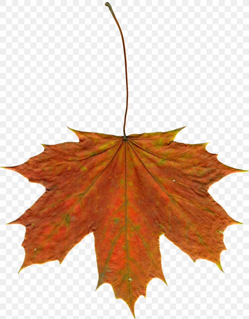 Drawing Autumn Leaf Color Clip Art, PNG, 2284x2930px, Drawing, Autumn, Autumn Leaf Color, Leaf, Maple Leaf Download Free