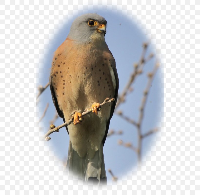 Hawk Falconiformes Lesser Kestrel Buzzard, PNG, 600x800px, Hawk, Accipitriformes, American Sparrows, Beak, Bird Download Free