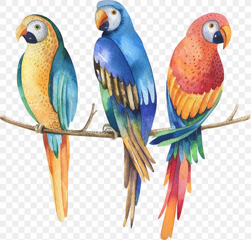 Parrot Watercolor Painting Stock Photography Royalty-free, PNG, 1000x956px, Parrot, Beak, Bird, Common Pet Parakeet, Drawing Download Free