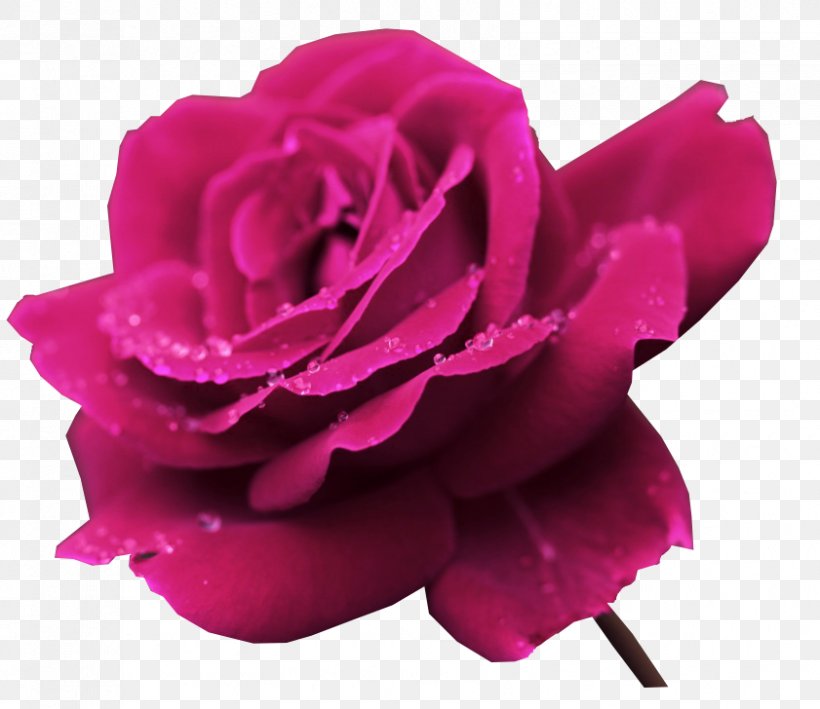 1080p Rose Flower Ultra-high-definition Television, PNG, 841x728px, 4k Resolution, Rose, China Rose, Close Up, Cut Flowers Download Free