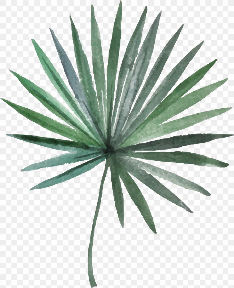 Arecaceae Leaf Photography Illustration, PNG, 5071x6240px, Arecaceae, Agave, Agave Azul, Arecales, Grass Download Free