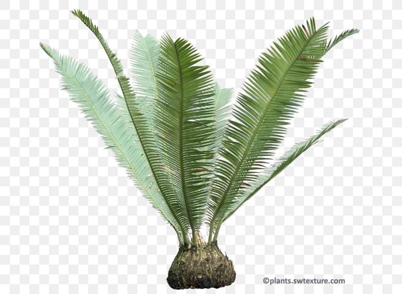 Babassu Sago Palm Dioon Edule Cycad Arecaceae, PNG, 681x600px, Babassu, Arecaceae, Arecales, Attalea Speciosa, Coconut Download Free
