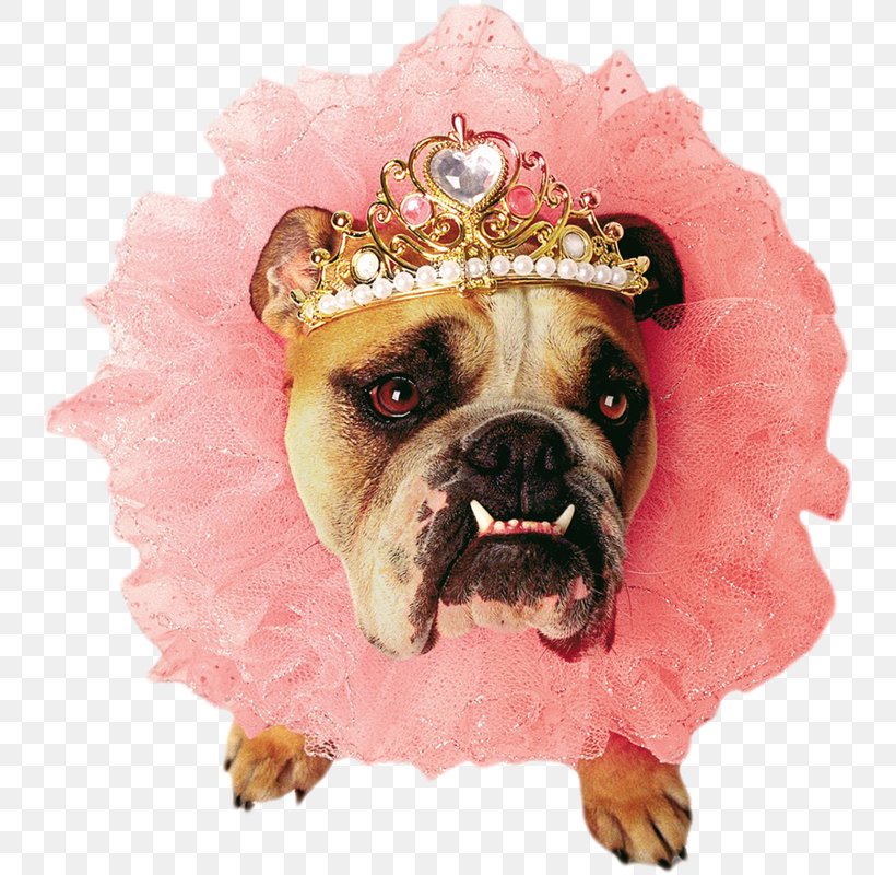 Bulldog Puppy Zelda Queen Pet Costume, PNG, 745x800px, Bulldog, Canidae, Carnivore, Cat, Chihuahua Download Free