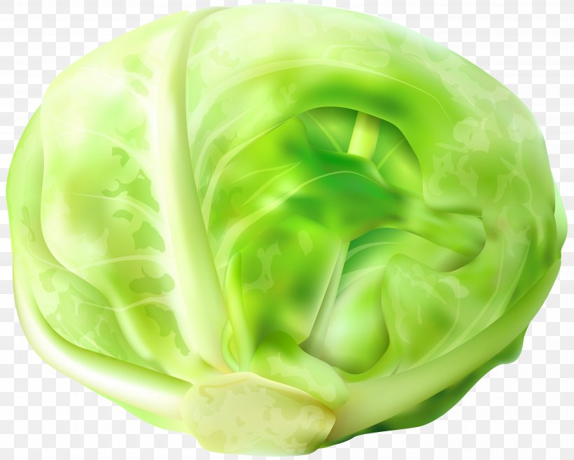 Chinese Cabbage Vegetable Napa Cabbage Clip Art, PNG, 4000x3208px, Cabbage, Bok Choy, Broccoli, Chinese Cabbage, Cruciferous Vegetables Download Free