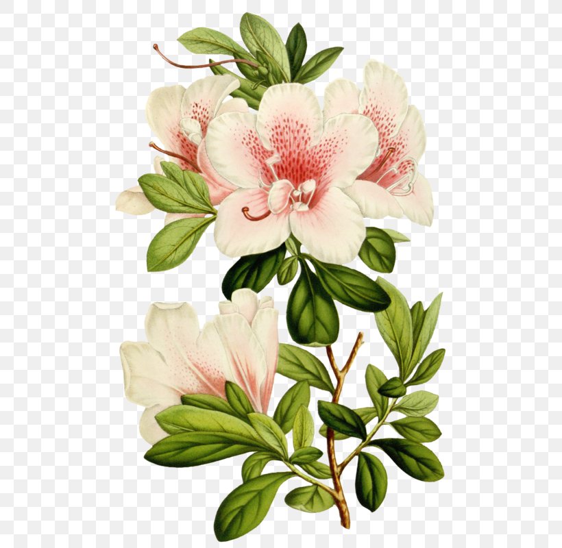 Cut Flowers Botany Garden Plant, PNG, 501x800px, Flower, Alstroemeriaceae, Azalea, Blossom, Botanical Garden Download Free