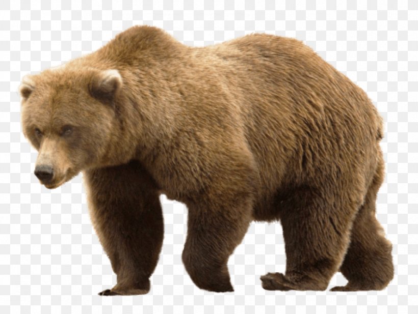 Grizzly Bear, PNG, 850x640px, Bear, Alaska Peninsula Brown Bear, Brown Bear, Carnivoran, Fur Download Free