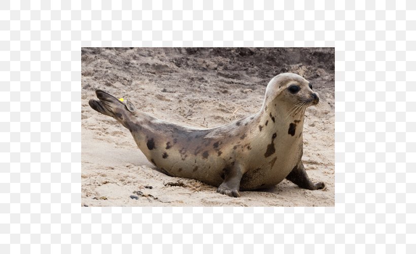 Harbor Seal Sea Lion Pinniped Terrestrial Animal, PNG, 500x500px, Harbor Seal, Animal, Fauna, Lion, Mammal Download Free