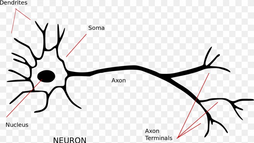 Neuron Nervous System Axon Synapse Soma, PNG, 1200x678px, Watercolor, Cartoon, Flower, Frame, Heart Download Free