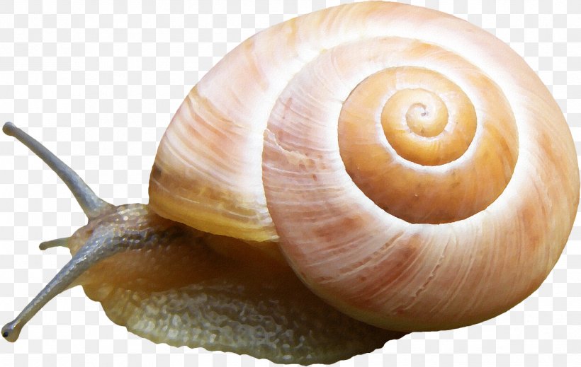 Orthogastropoda Slug Sea Snail, PNG, 1883x1194px, Orthogastropoda, Cartoon, Conchology, Escargot, Gastropods Download Free
