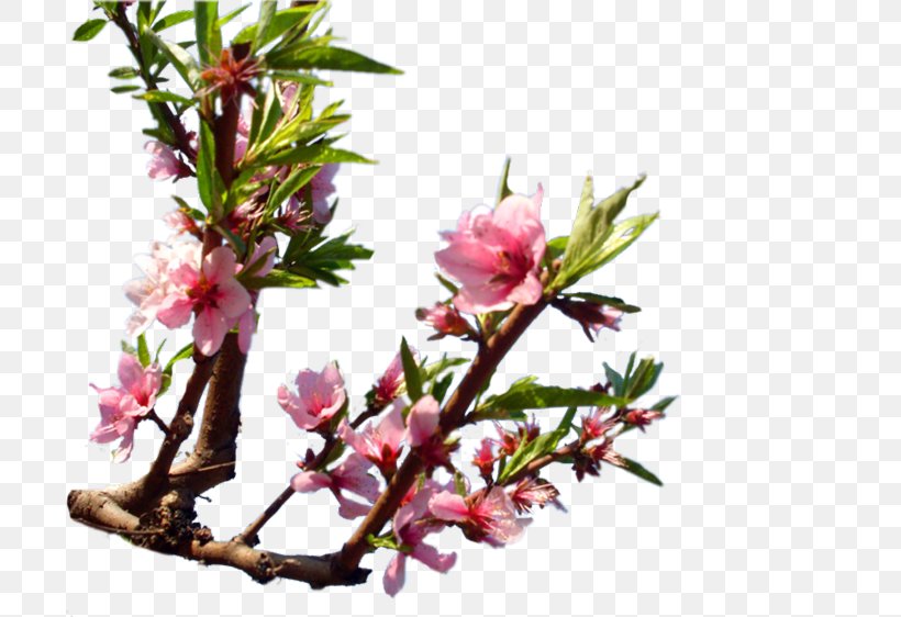 Twig Cherry Blossom ST.AU.150 MIN.V.UNC.NR AD Plant Stem Bud, PNG, 750x562px, Twig, Blossom, Branch, Bud, Cherries Download Free
