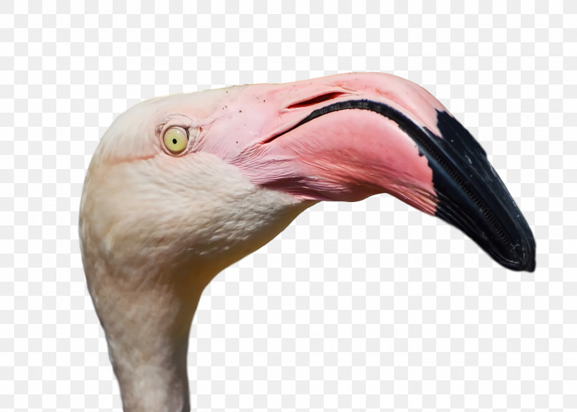 Flamingo, PNG, 1920x1370px, Birds, Beak, Biology, Closeup, Flamingo Download Free
