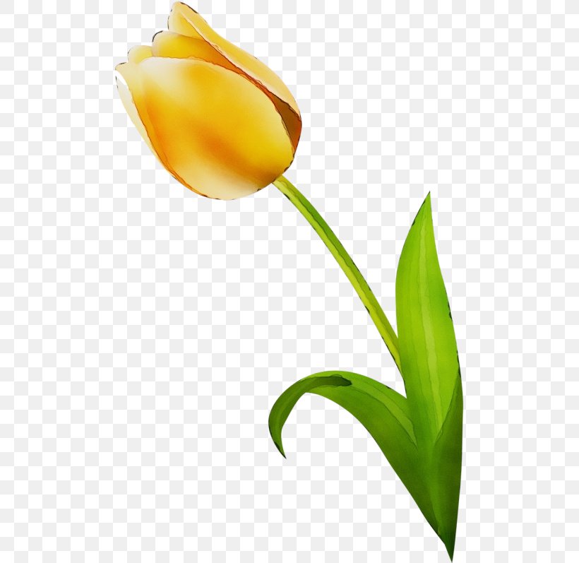 Flower Tulip Plant Yellow Flowering Plant, PNG, 500x797px, Watercolor, Closeup, Flower, Flowering Plant, Paint Download Free