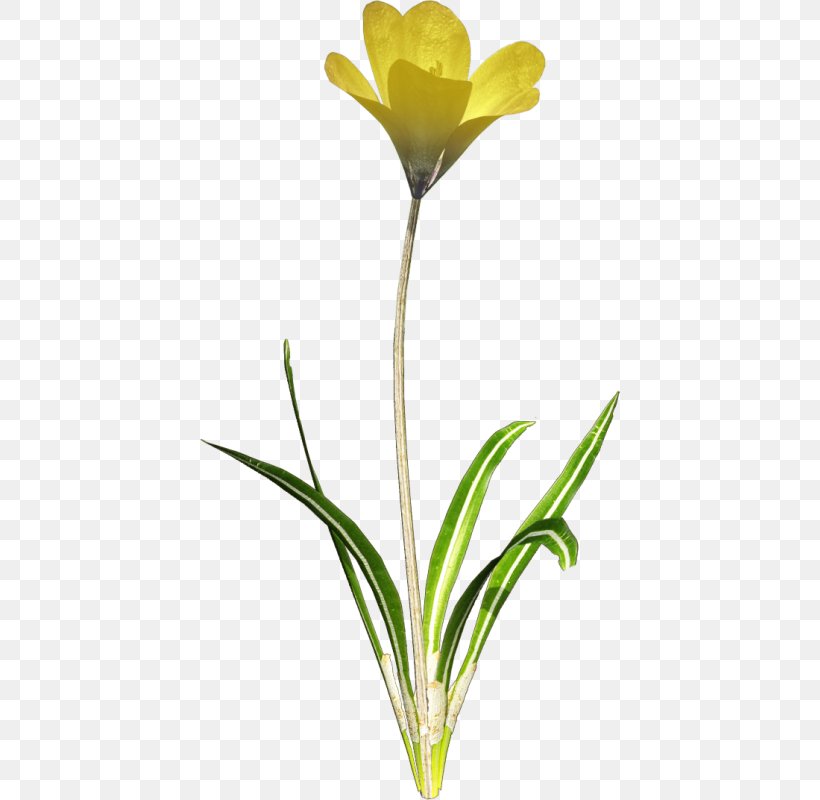 Tulip Clip Art, PNG, 420x800px, Tulip, Cut Flowers, Flower, Flowering Plant, Green Download Free
