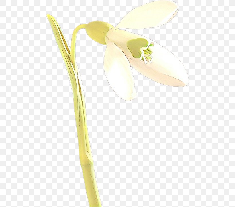 White Snowdrop Flower Plant Yellow, PNG, 500x722px, Cartoon, Arum, Flower, Flowering Plant, Pedicel Download Free