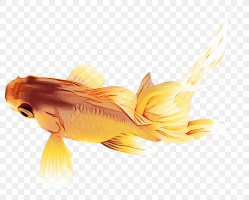 Fish Goldfish Yellow Fish Fin, PNG, 850x682px, Watercolor, Bonyfish, Feeder Fish, Fin, Fish Download Free