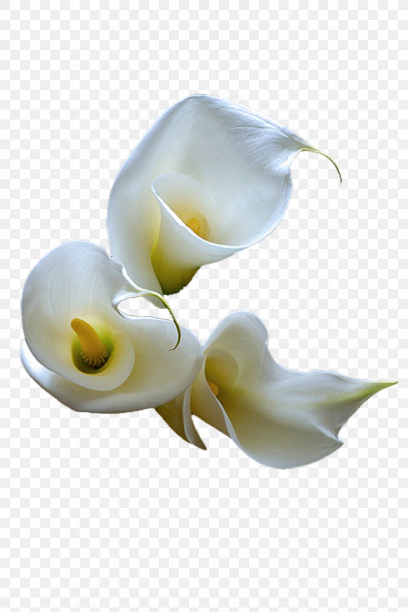 Flower Arum-lily Photography Clip Art, PNG, 1067x1600px, Flower, Albom, Alismatales, Arum, Arum Family Download Free