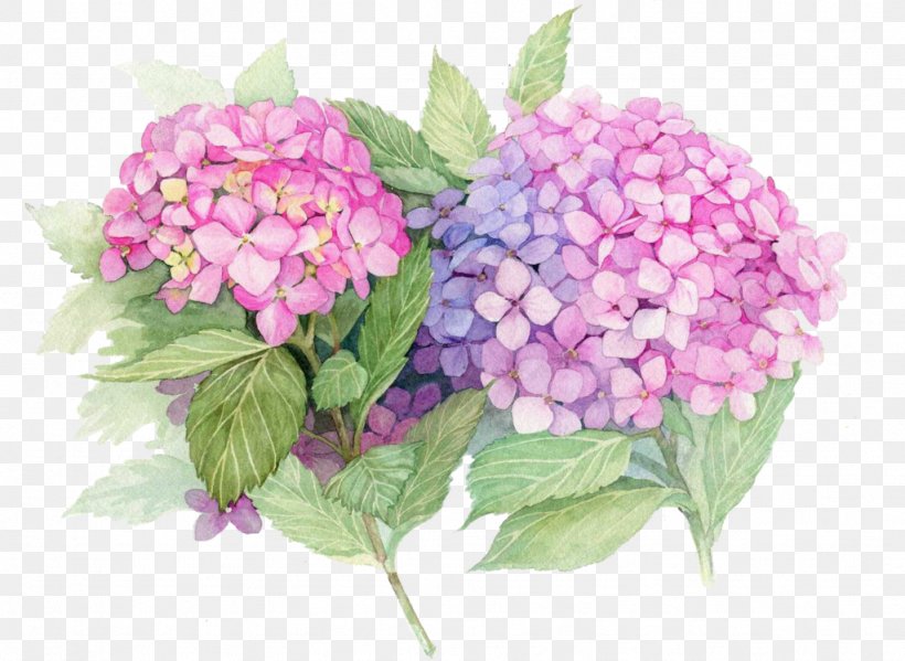 French Hydrangea Paper Painting Flower Decoupage, PNG, 1024x749px, French Hydrangea, Annual Plant, Art, Color, Cornales Download Free