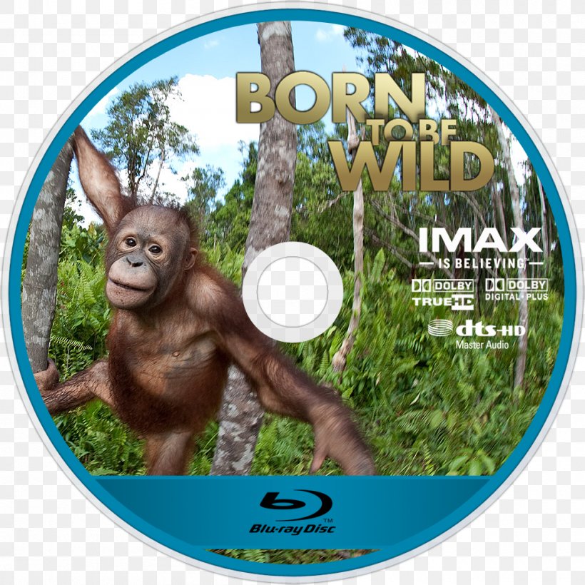 Orangutan Gorilla Omniversum IMAX Jungle M, PNG, 1000x1000px, Orangutan, Born To Be Wild, Fauna, Gorilla, Grass Download Free
