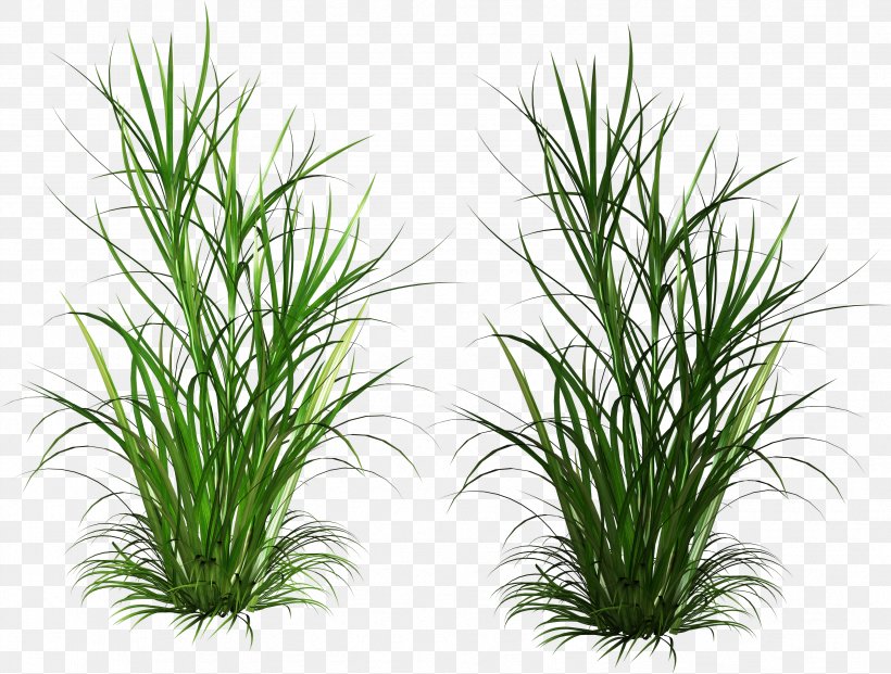 Scutch Grass Weed Ornamental Grass, PNG, 3343x2534px, Scutch Grass, Aquarium Decor, Cannabis, Chrysopogon Zizanioides, Commodity Download Free