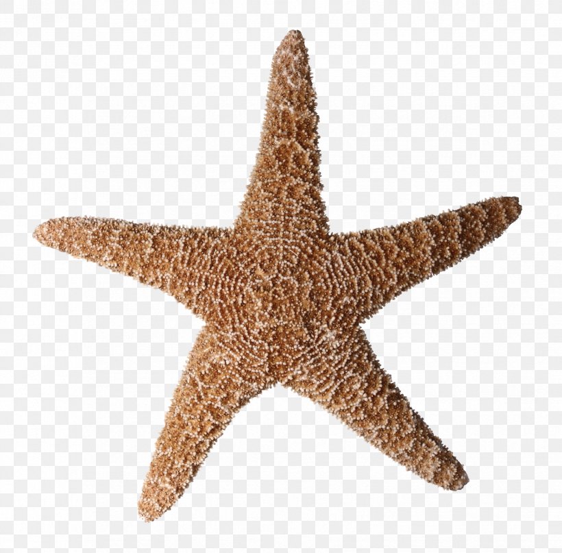 Starfish Tiny Ship Photography Clip Art, PNG, 1728x1701px, Starfish, Brittle Star, Echinoderm, Fotosearch, Hotel Download Free