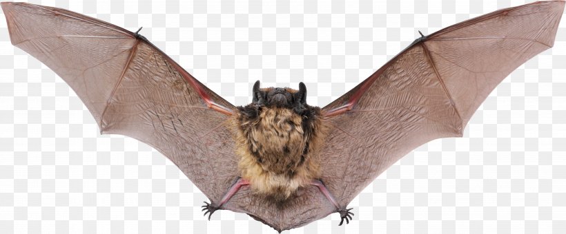 Vampire Bat Raccoon Animal Echolocation, PNG, 3817x1586px, 4 Pics 1 Word, Android, Animal Figure, Ball, Baseball Download Free