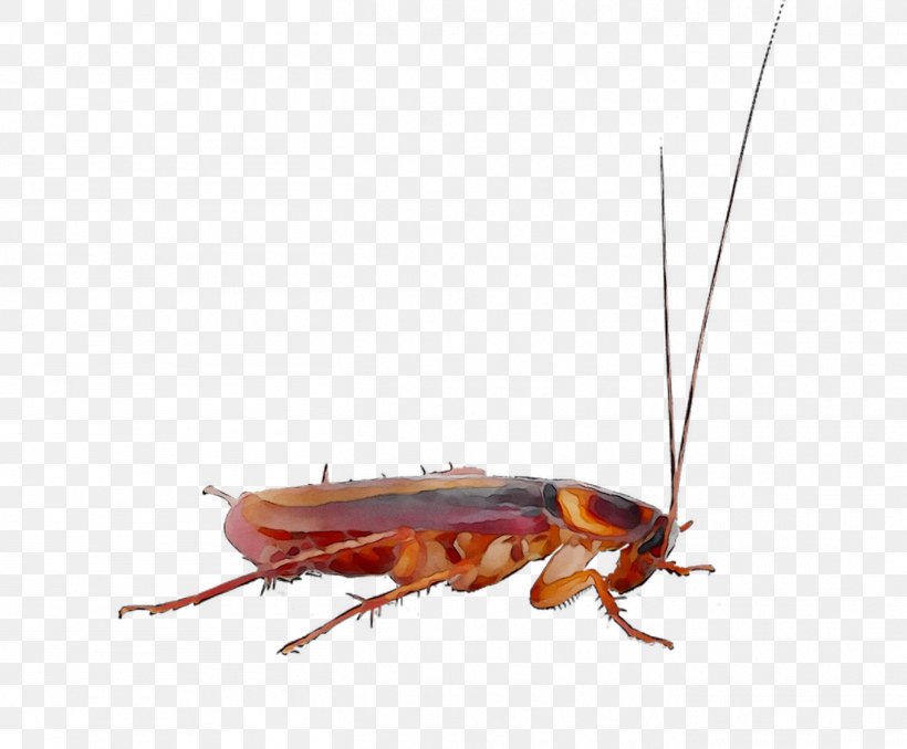 Cockroach Pest Control Roach Bait Insect, PNG, 1358x1124px, Cockroach, American Cockroach, Arthropod, Blattella, Cricketlike Insect Download Free