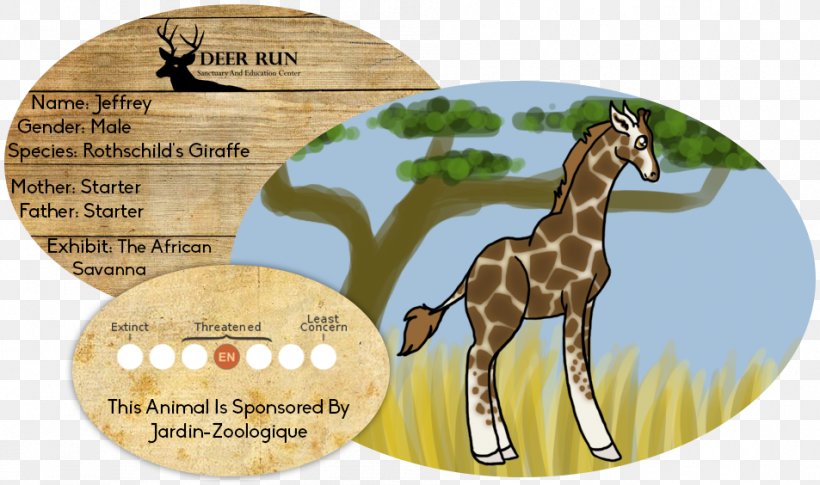 Giraffe Horse Mammal Wildlife Terrestrial Animal, PNG, 953x564px, Giraffe, Animal, Fauna, Giraffidae, Horse Download Free