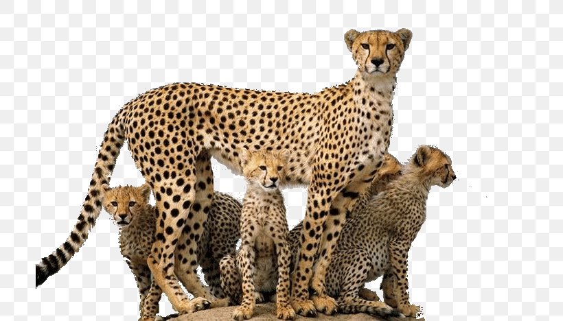 Leopard Felidae Asiatic Cheetah Cougar, PNG, 716x468px, Leopard, Asiatic Cheetah, Big Cat, Big Cats, Carnivoran Download Free