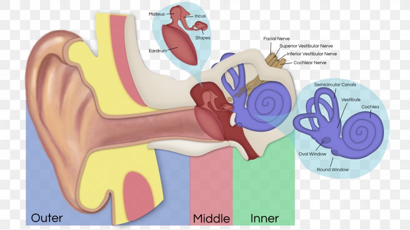 Otitis Externa Otitis Media Ear Canal Eardrum, PNG, 1920x1080px, Watercolor, Cartoon, Flower, Frame, Heart Download Free