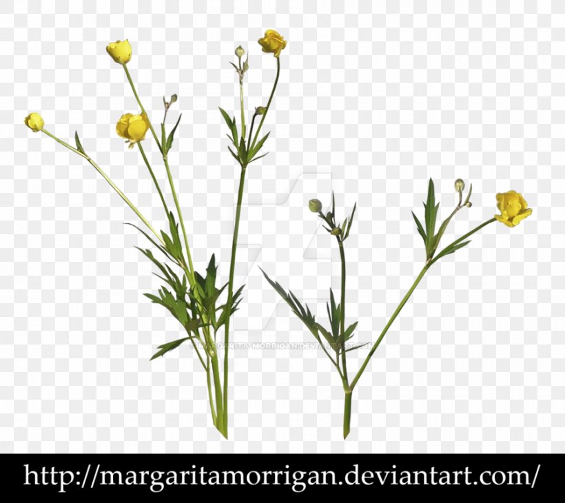 Wildflower Desktop Wallpaper Photography, PNG, 900x802px, Wildflower, Flora, Flower, Flowering Plant, Herb Download Free