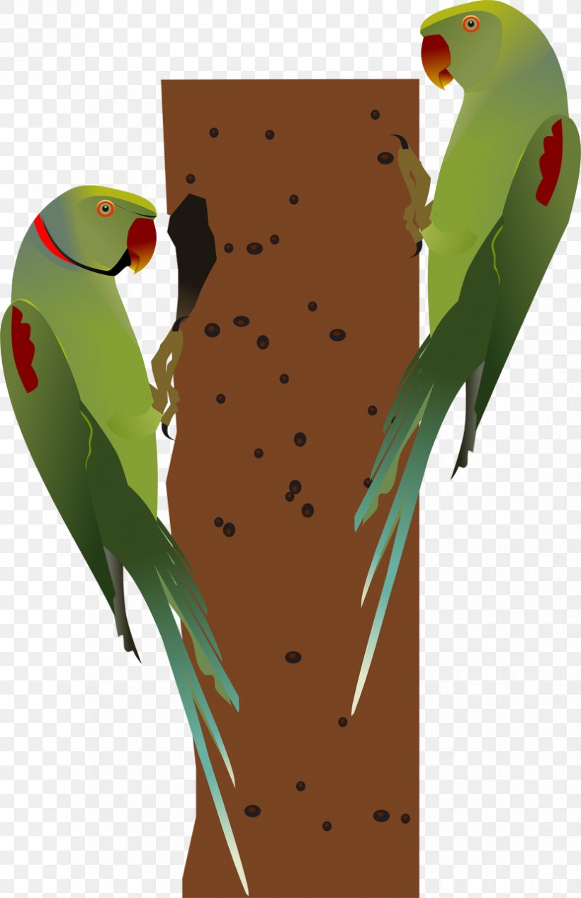 Bird Alexandrine Parakeet Parrot Red-breasted Parakeet Rose-ringed Parakeet, PNG, 828x1280px, Bird, Alexandrine Parakeet, Animal, Beak, Bird Of Prey Download Free