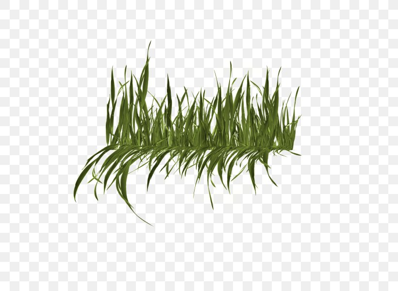 Clip Art, PNG, 600x600px, Grasses, Grass, Grass Family, Image File Formats, Image Resolution Download Free