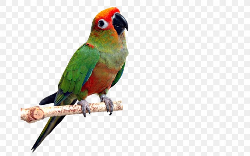 Parrot Bird Avian Veterinarian Conure, PNG, 960x600px, Parrot, Amazon Parrot, Avian Veterinarian, Beak, Bird Download Free