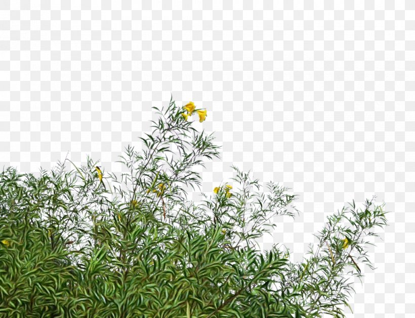 Plant Flower Vegetation Grass Flowering Plant, PNG, 1020x783px, Watercolor, Flower, Flowering Plant, Grass, Herbaceous Plant Download Free
