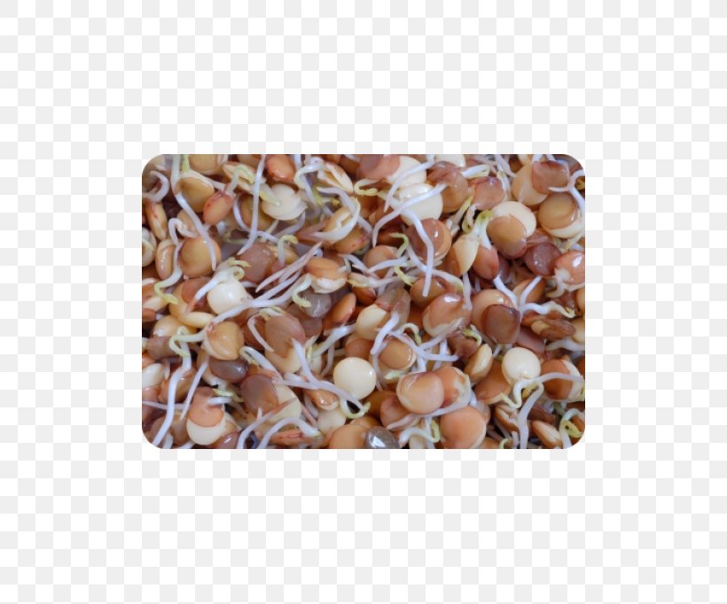 Aukro Seed Garden Cress Garden Radish Health, PNG, 500x682px, Aukro, Alfalfa, Bean, Commodity, Digestion Download Free