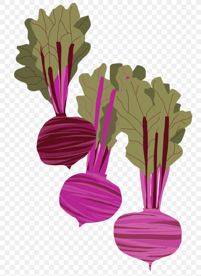 Beetroot Drawing Watercolor Painting, PNG, 750x1125px, Beetroot, Art, Art Museum, Chard, Drawing Download Free