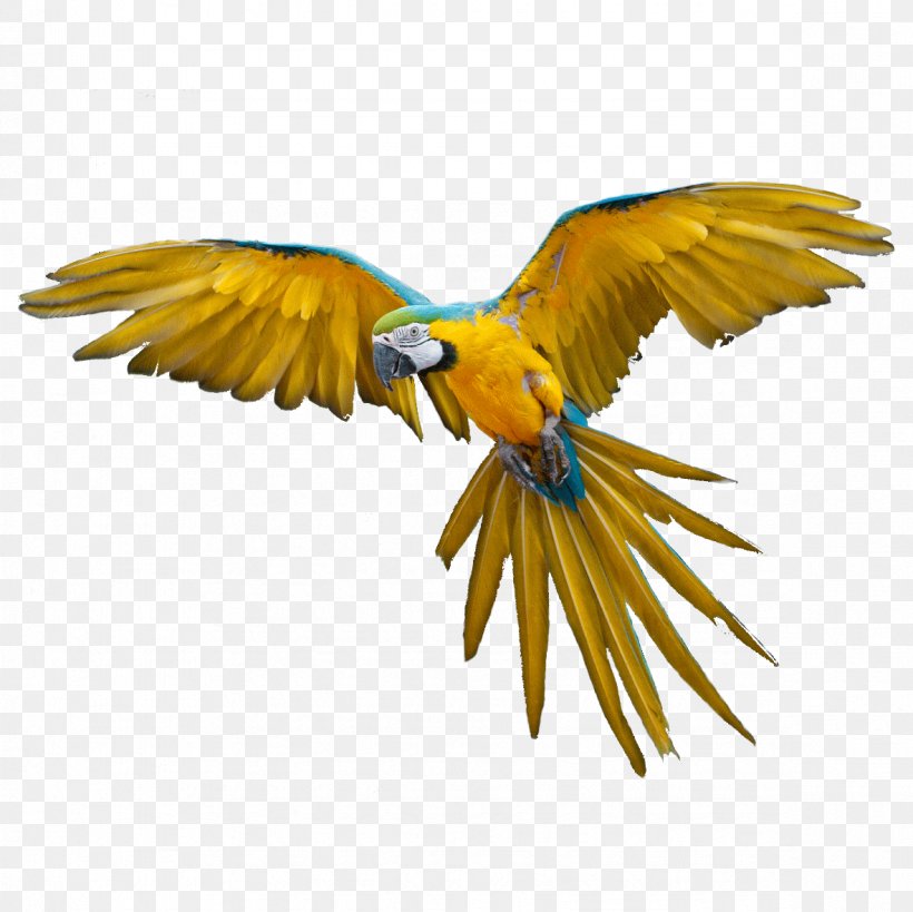 Bird Clip Art, PNG, 1181x1181px, Bird, Beak, Fauna, Feather, Macaw Download Free