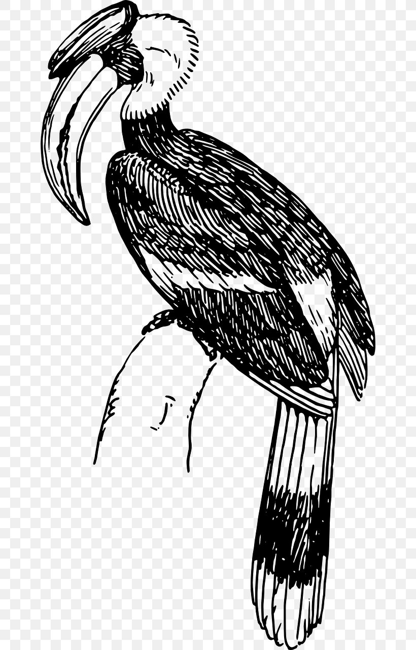Bird Line Drawing, PNG, 660x1280px, Hornbill, African Grey Hornbill, Beak, Bird, Coloring Book Download Free