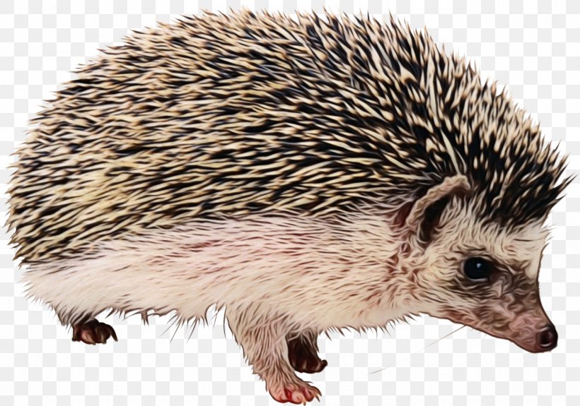 Erinaceidae Hedgehog Domesticated Hedgehog Porcupine Terrestrial Animal, PNG, 1280x898px, Watercolor, Domesticated Hedgehog, Erinaceidae, Hedgehog, New World Porcupine Download Free