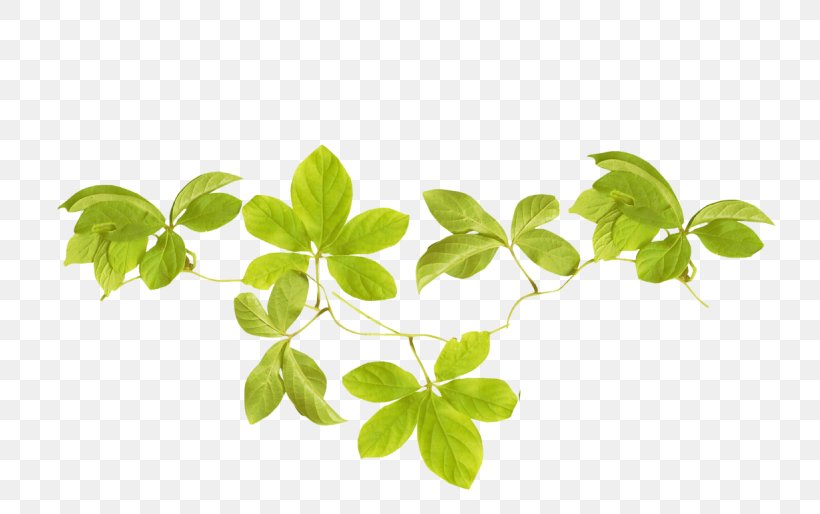 Leaf Image Branch Photography, PNG, 800x514px, Leaf, Basil, Branch, Festival, Flower Download Free