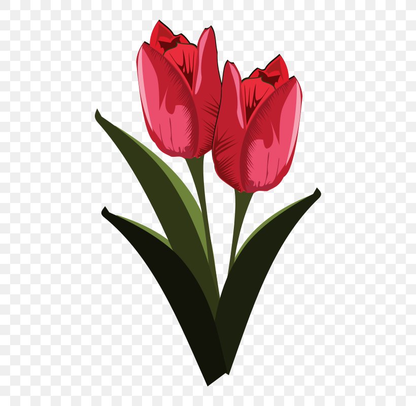 Tulip Flower Clip Art, PNG, 800x800px, Tulip, Bud, Cut Flowers, Floristry, Flower Download Free