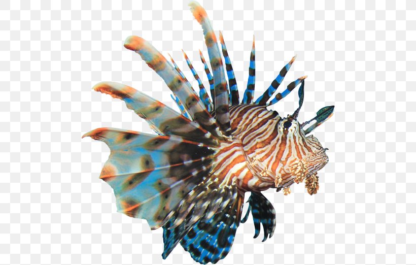 Coral Reef Fish Red Lionfish Clip Art, PNG, 500x522px, Coral Reef Fish, Coral Reef, Drawing, Fish, Fishing Download Free