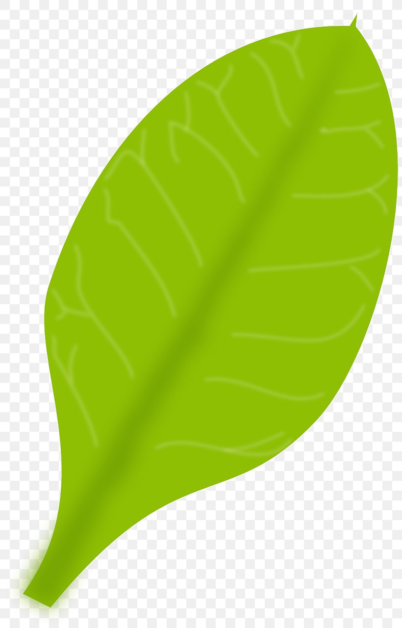 Image Vector Graphics Stock.xchng Green Euclidean Vector, PNG, 807x1280px, Green, Banana Leaf, Database, Grass, Gratis Download Free