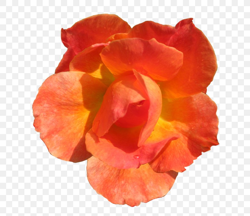 Orange Flower Rose Red Clip Art, PNG, 680x709px, Orange, Cut Flowers, Drawing, Flower, Flowering Plant Download Free