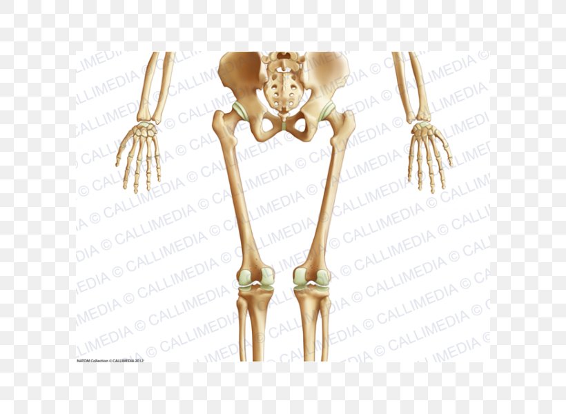 Pelvis Human Body Human Skeleton Anatomy Bone, PNG, 600x600px, Watercolor, Cartoon, Flower, Frame, Heart Download Free