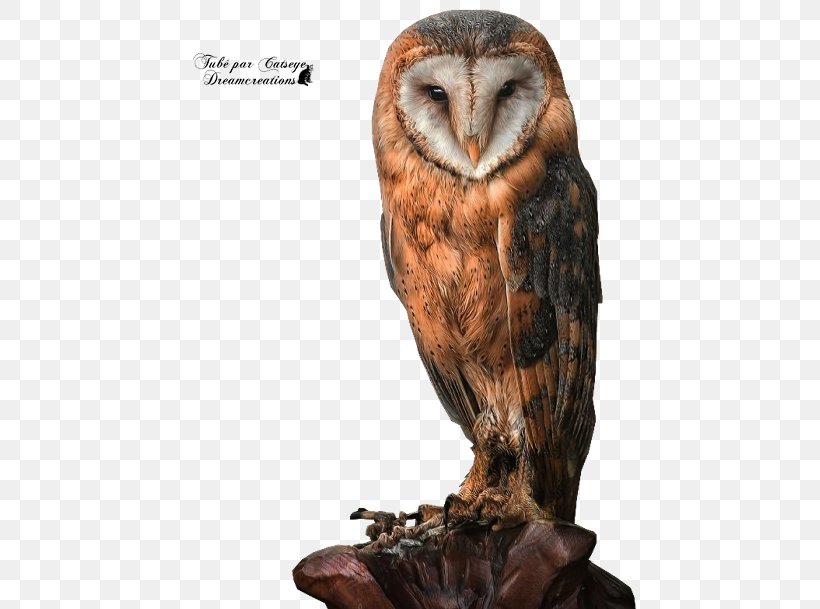 Tawny Owl Bird Great Horned Owl Barn Owl, PNG, 550x609px, Owl, Animal, Barn Owl, Barred Owl, Beak Download Free