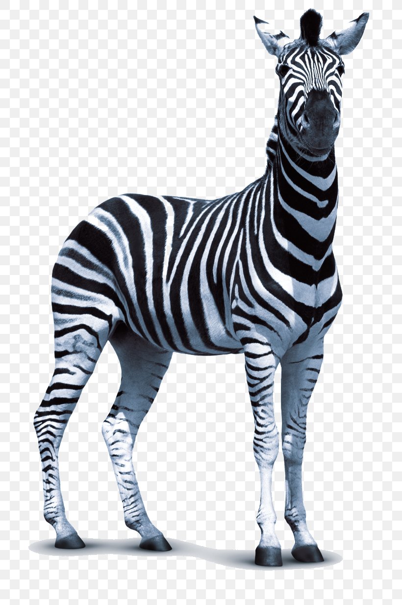 Zebra Technologies Clip Art, PNG, 797x1232px, Zebra, Animal Figure, Animation, Black And White, Free Content Download Free