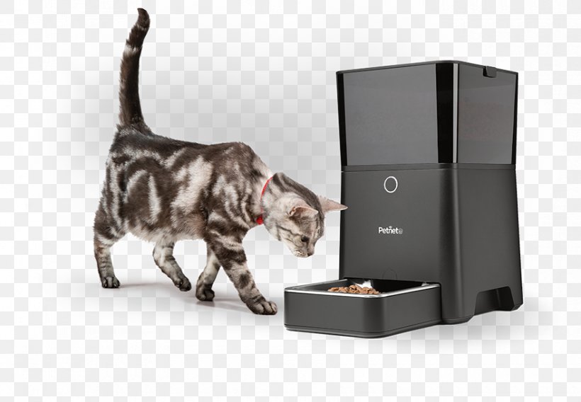 Cat Food Dog Pet Eating, PNG, 880x610px, Cat, Animal, Cat Food, Cat Like Mammal, Dog Download Free